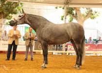 HECHURA MATER, DE Y. MATER CHRISTI, CAMPEONA DEL CONCURSO